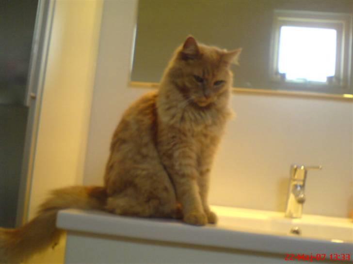 Maine Coon ribs billede 9