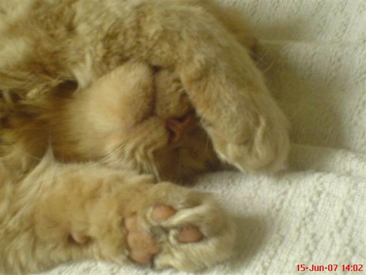 Maine Coon ribs - lad mig nu bare sove billede 10