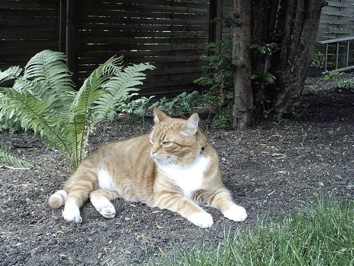 Huskat Mulle alias Frede/Freddie billede 1