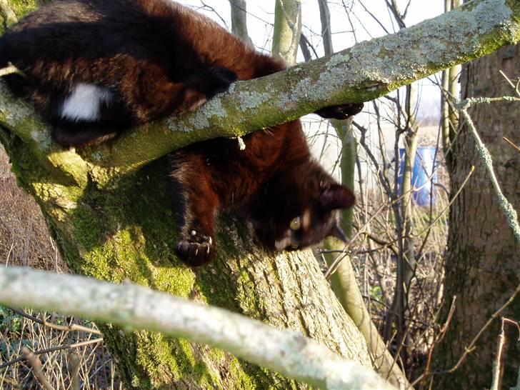 Huskat Ib :) - woow jeg falder ned hjæælp :O billede 17