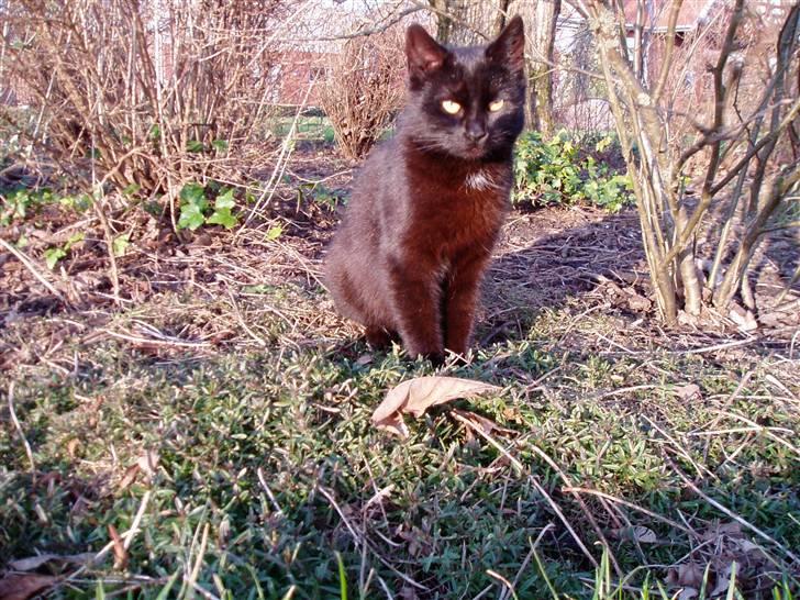 Huskat Ib :) - Ibi :p billede 18