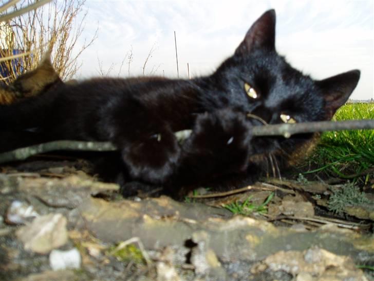 Huskat Ib :) - Grr.. så pind! Nu dør du grr.. billede 19