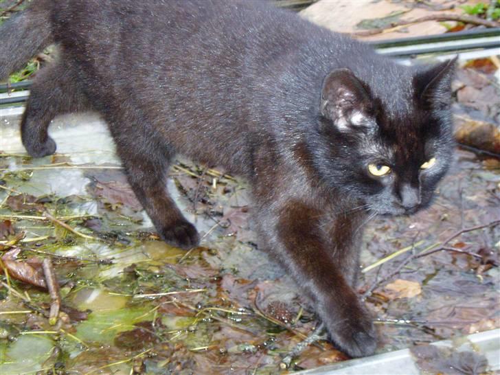 Huskat Ib :) - Ib :) billede 20