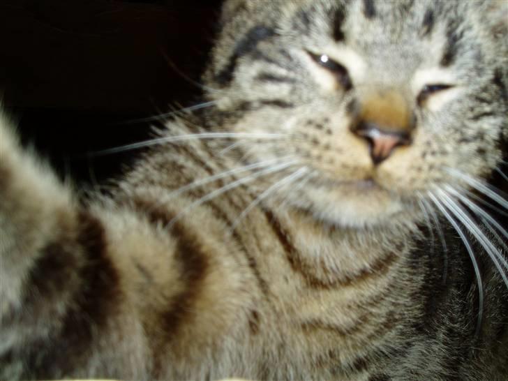 Huskat Villy Rumle - Grr.. jeg sætter lige klørerne i kameraet.. for jeg er temligt legesyg i dag.. :p billede 16