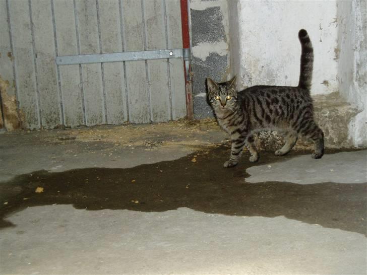 Huskat Villy Rumle - Han er bare skøn ;) billede 17