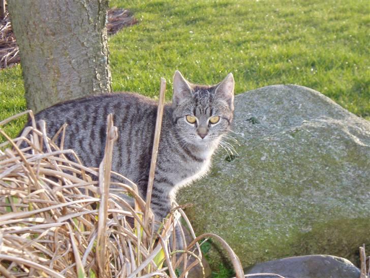Huskat Otto - Otto ved søen :) er hun ikke smuk? billede 15