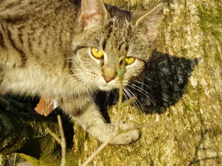 Huskat Otto - Grr.. en tigermis :) billede 16