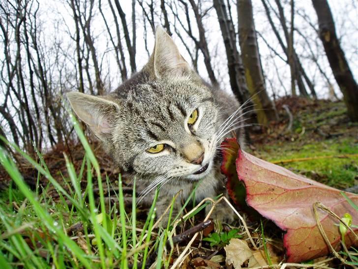 Huskat Otto - mmh.. græs smager godt :p billede 17