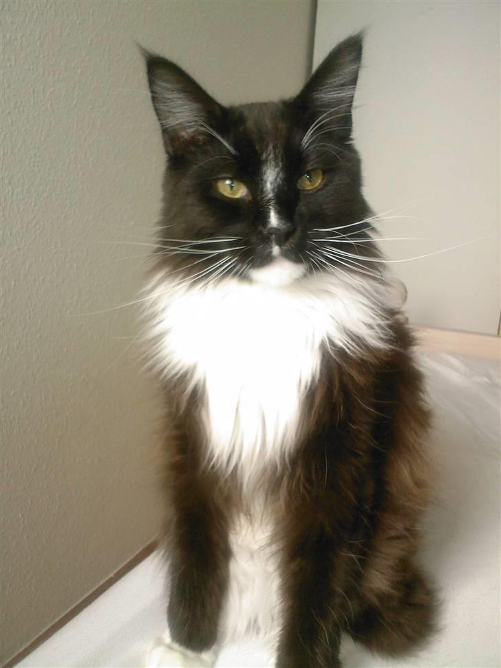 Maine Coon Sajuni's Bilbo Baggins billede 1