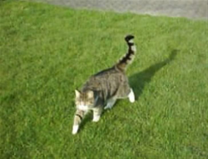 Blanding af racer betty<3 - sådan et dejligt vejr:) billede 6