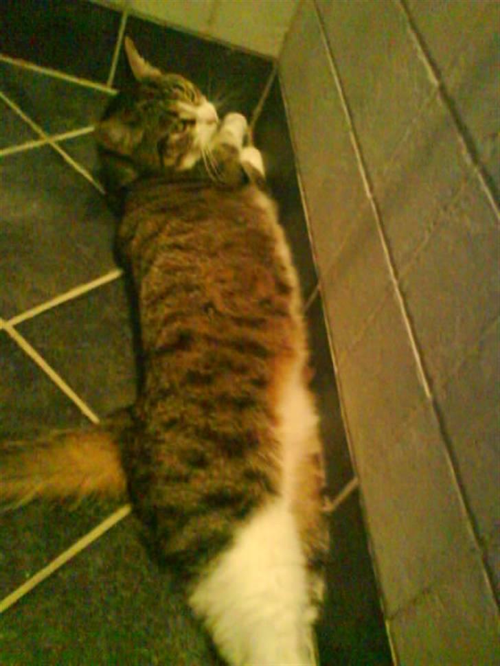 Blanding af racer betty<3 - hihi:D billede 8