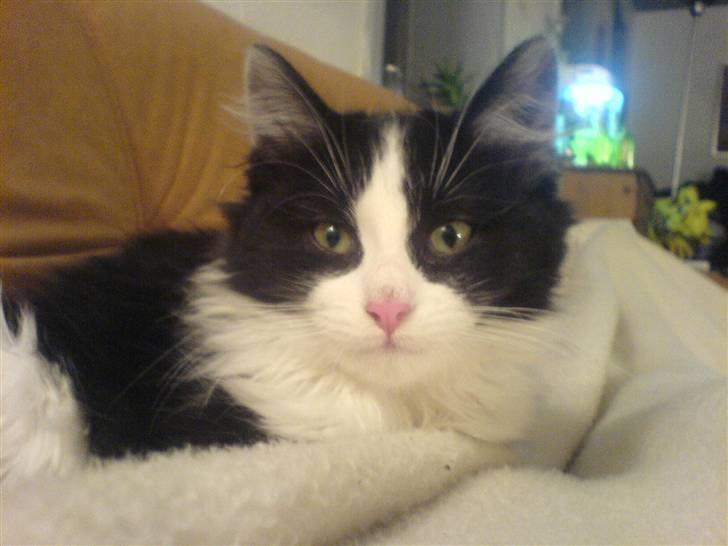 Blanding af racer Pjutte billede 1