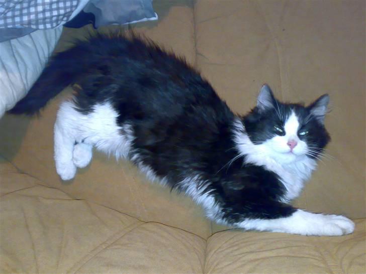 Blanding af racer Pjutte billede 2