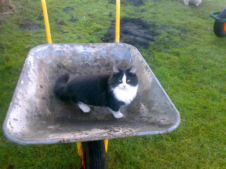 Blanding af racer Pjutte billede 3