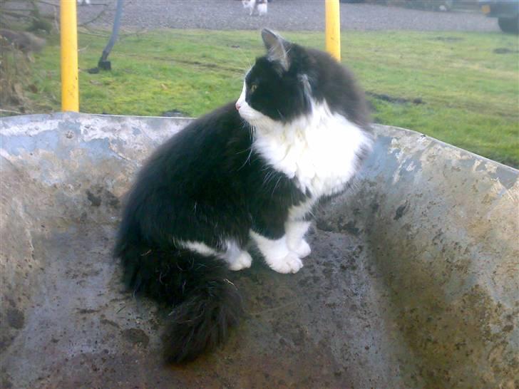 Blanding af racer Pjutte billede 4