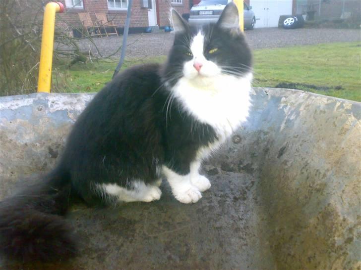 Blanding af racer Pjutte billede 5