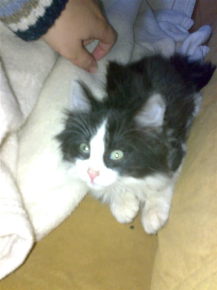 Blanding af racer Pjutte billede 6