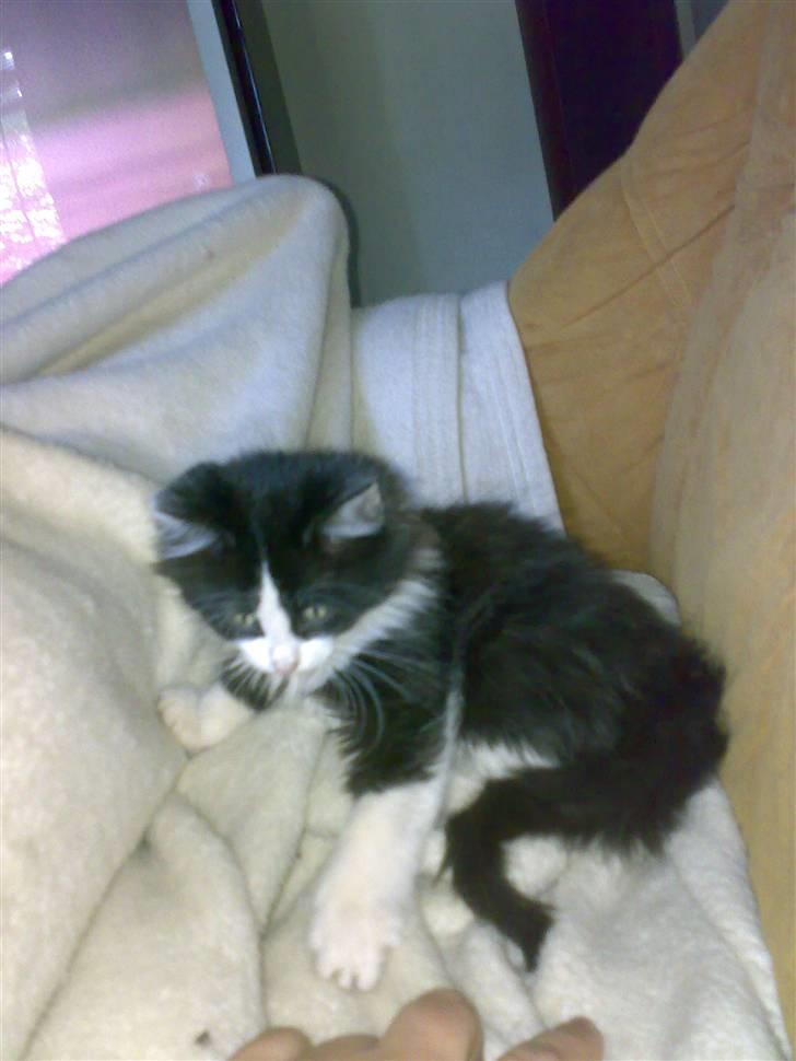 Blanding af racer Pjutte billede 7