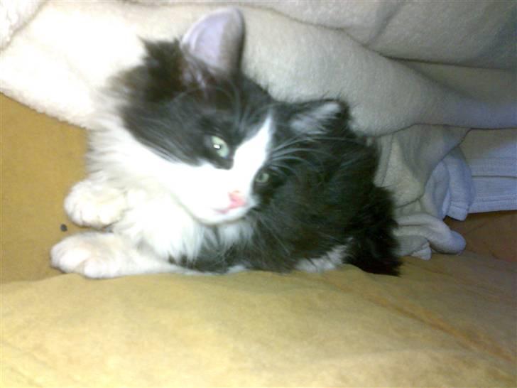 Blanding af racer Pjutte billede 8