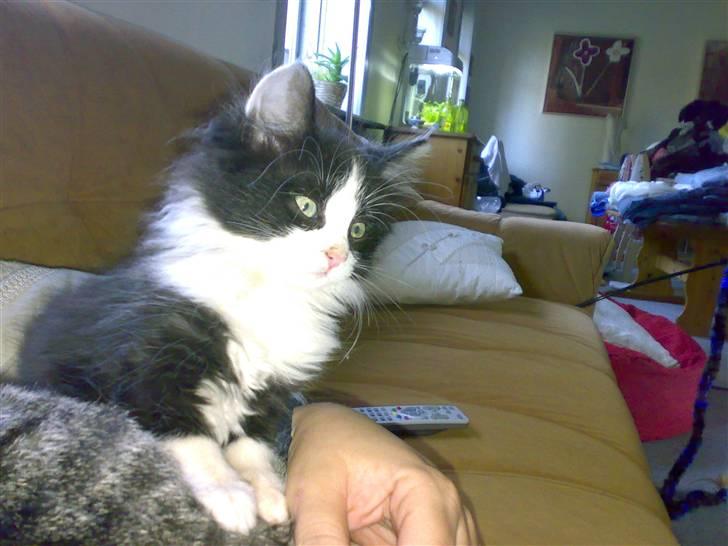 Blanding af racer Pjutte billede 9