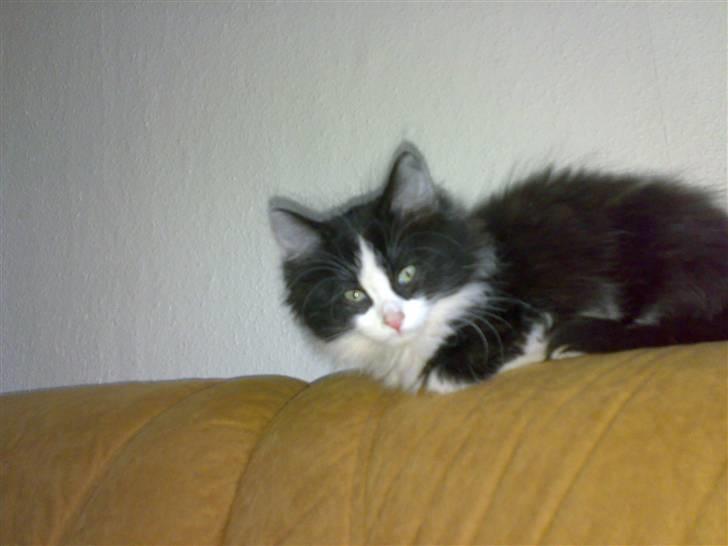 Blanding af racer Pjutte billede 10