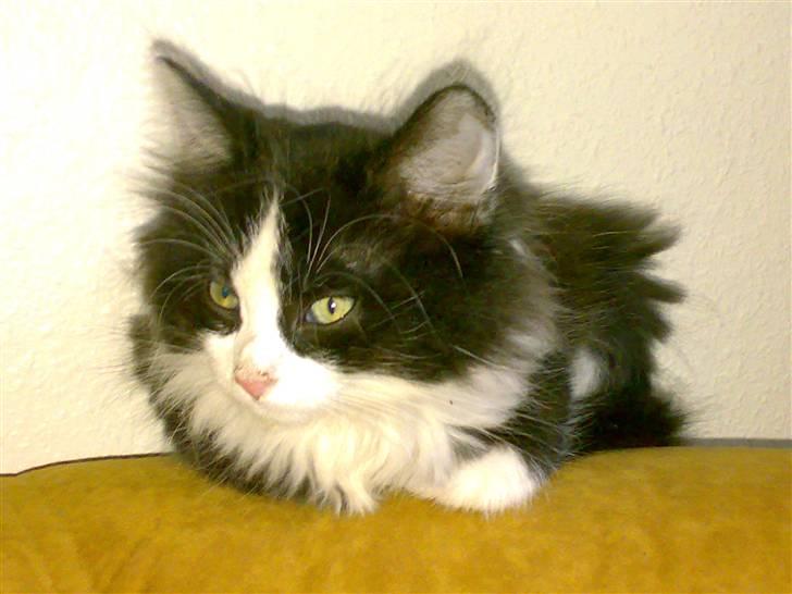 Blanding af racer Pjutte billede 11