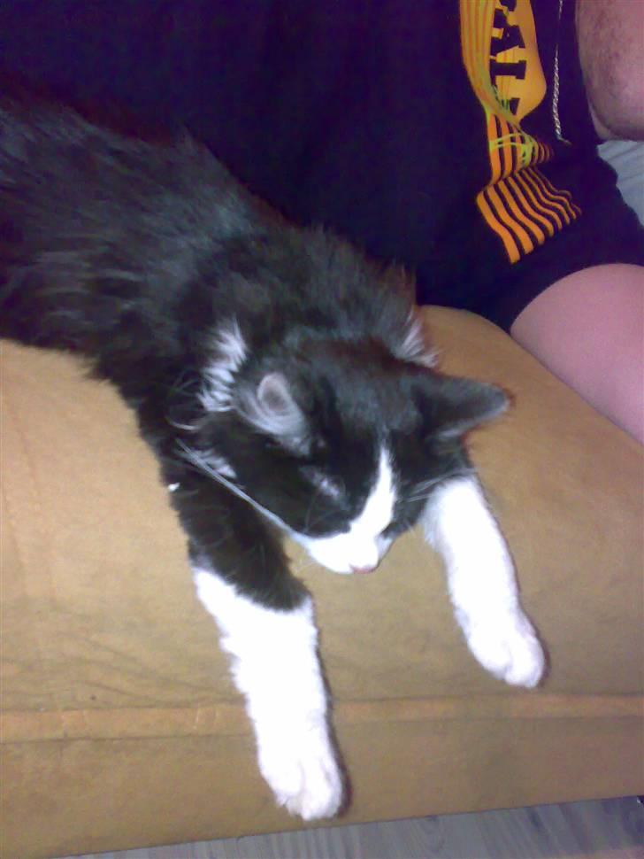 Blanding af racer Pjutte billede 12