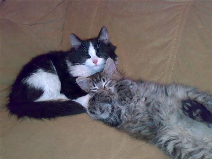 Blanding af racer Pjutte billede 13