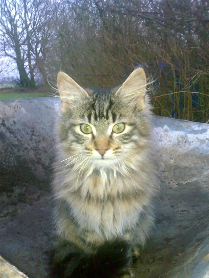Maine Coon Nuller billede 1