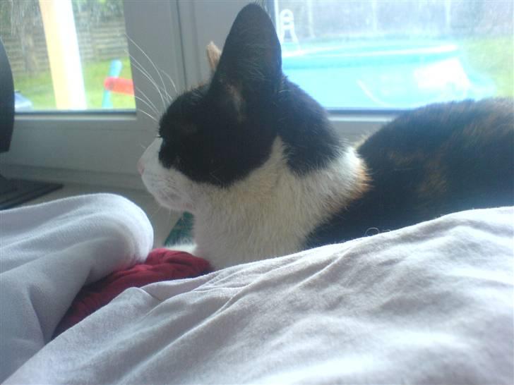 Huskat Nikki - Godnat, siger Nikki billede 11