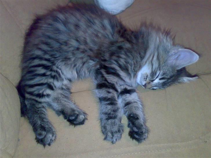 Maine Coon Nuller billede 4