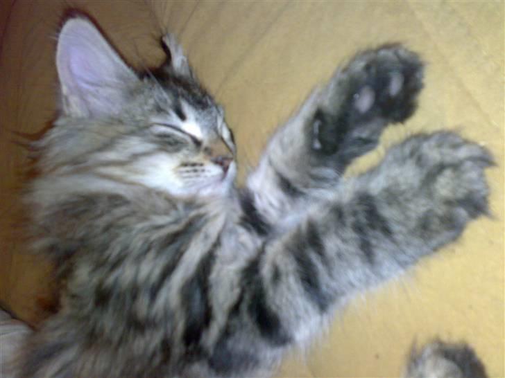 Maine Coon Nuller billede 5