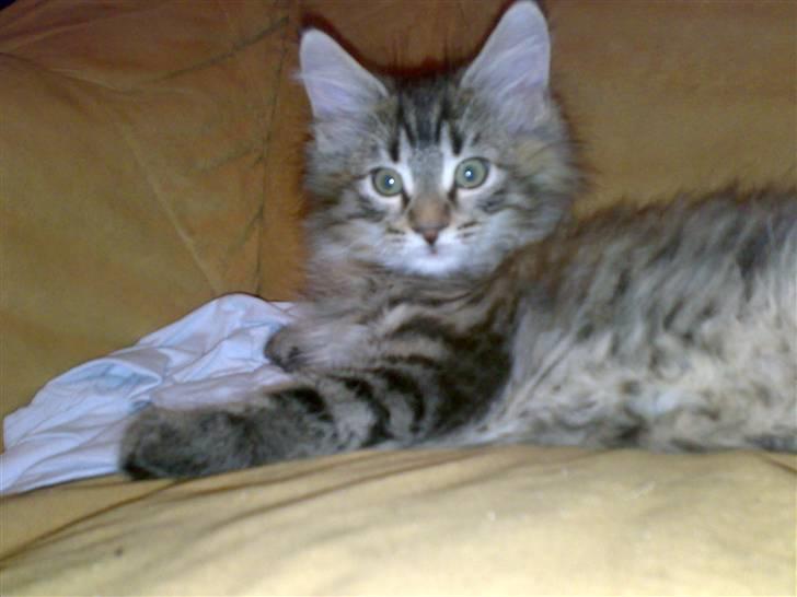 Maine Coon Nuller billede 6