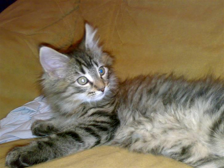 Maine Coon Nuller billede 7