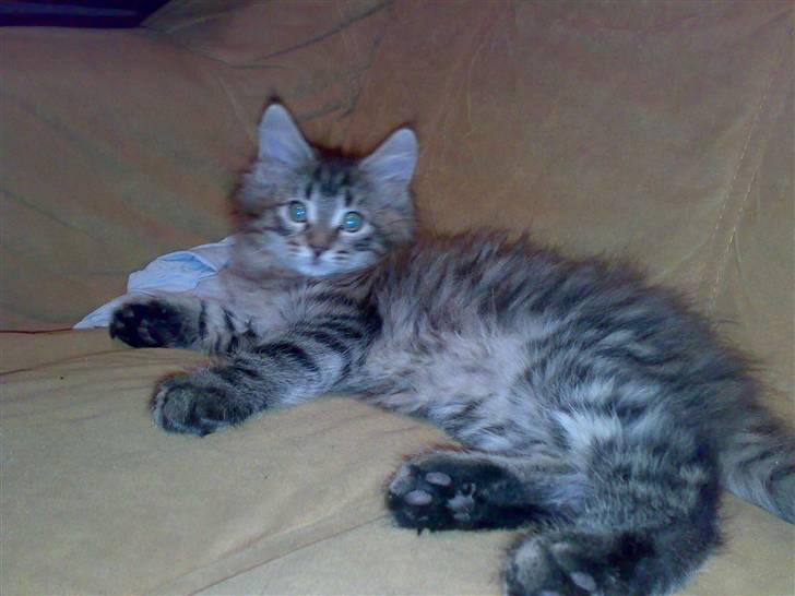 Maine Coon Nuller billede 8