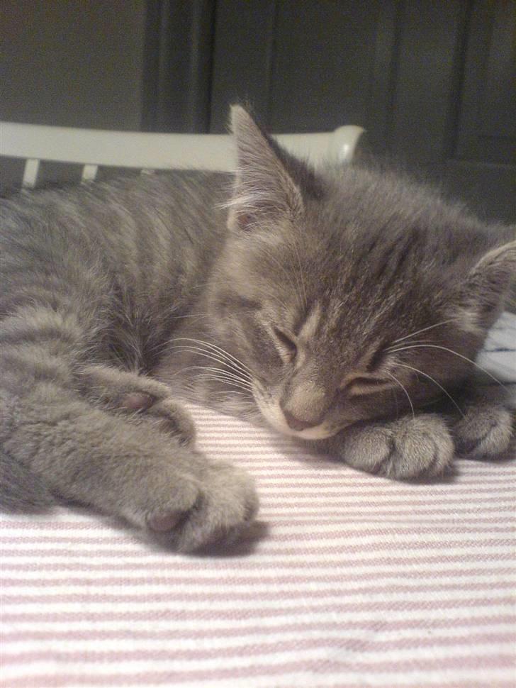 Blanding af racer Mille - Det er mig der er Mille billede 1