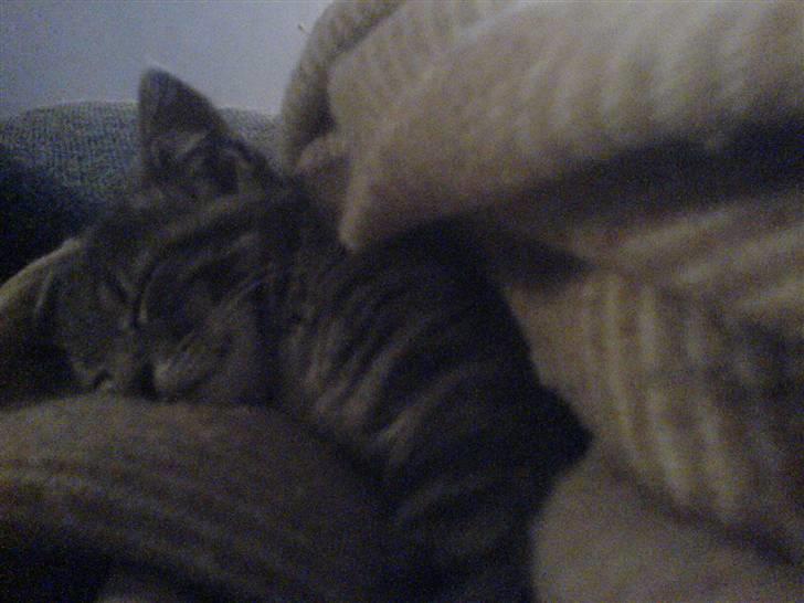 Blanding af racer Mille - Første aften... Dejligt at putte i tæpper! billede 2