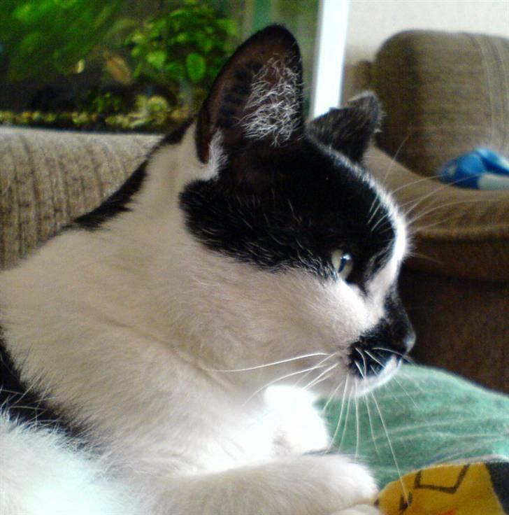 Huskat Buster billede 1