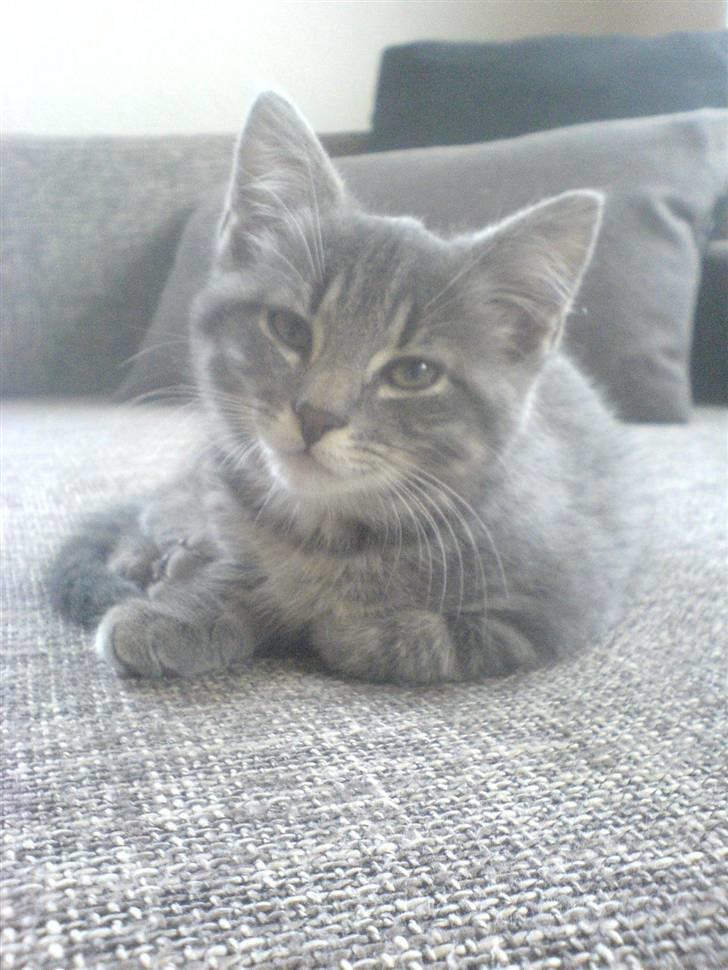 Blanding af racer Mille - Jeg er lige vågnet.. billede 3