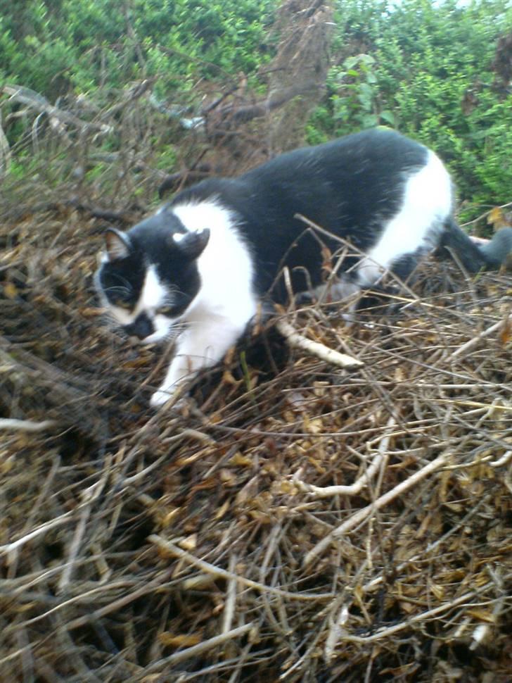 Huskat Buster - På jagt i kvasbunken. Taget med mobil af Camilla på 6 år. billede 2
