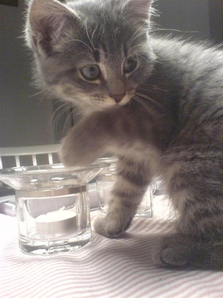 Blanding af racer Mille - Lille tiger billede 4