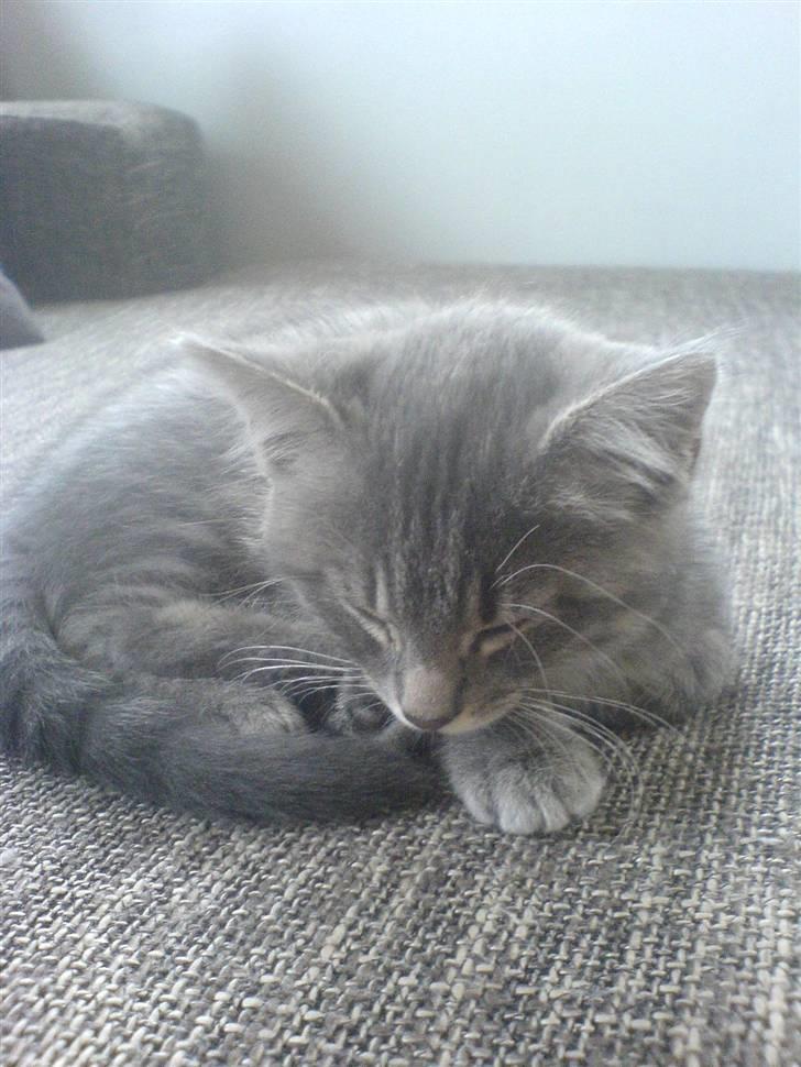 Blanding af racer Mille billede 5