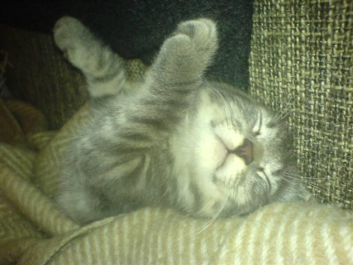 Blanding af racer Mille - Her sover jeg på en fjollet måde :-) billede 6