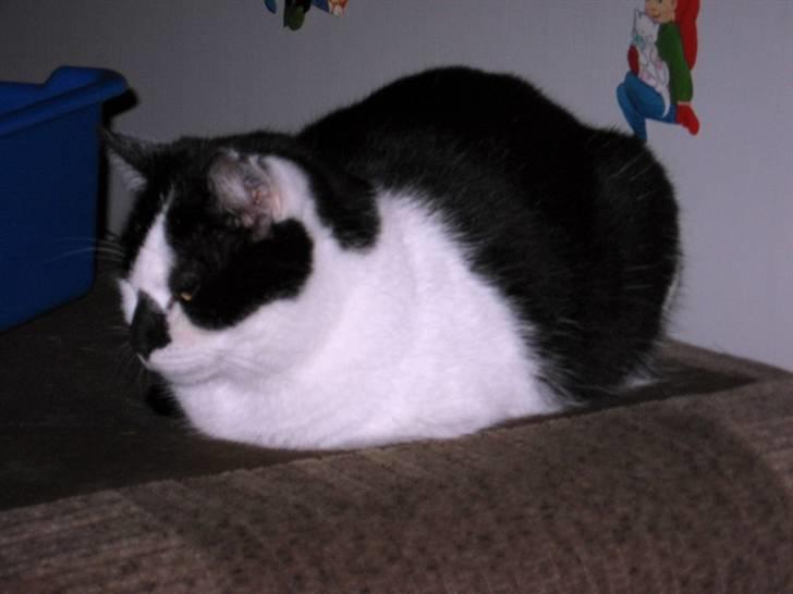 Huskat Buster - Min ynglingsplads. billede 5