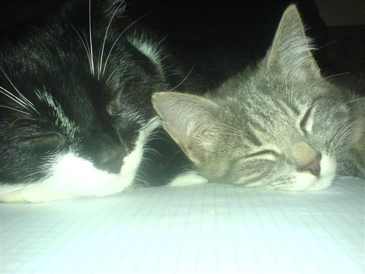 Blanding af racer Mille - Her putter jeg med min storesøster Sisse billede 7