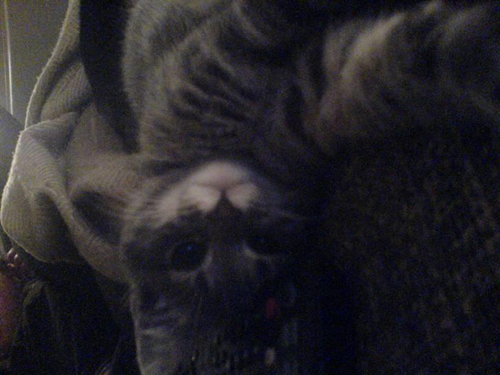 Blanding af racer Mille - Hej hej!! billede 8