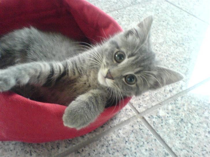 Blanding af racer Mille - Min røde kurv! Den elsker jeg.. billede 9