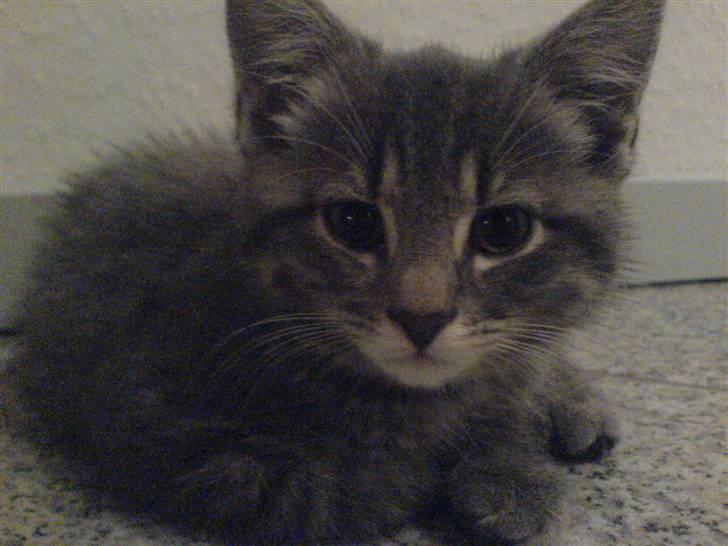 Blanding af racer Mille - Første dag i mit nye hjem, kun 10 uger gammel! billede 10