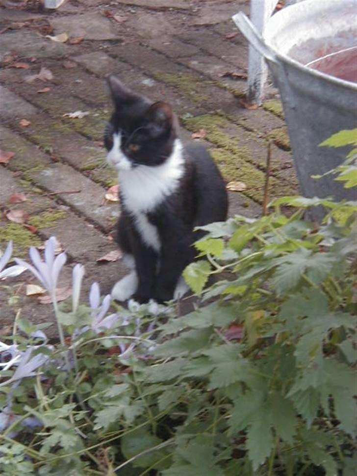 Huskat Olivia billede 2