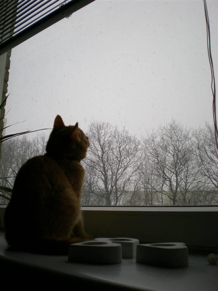 Huskat Bailey billede 7